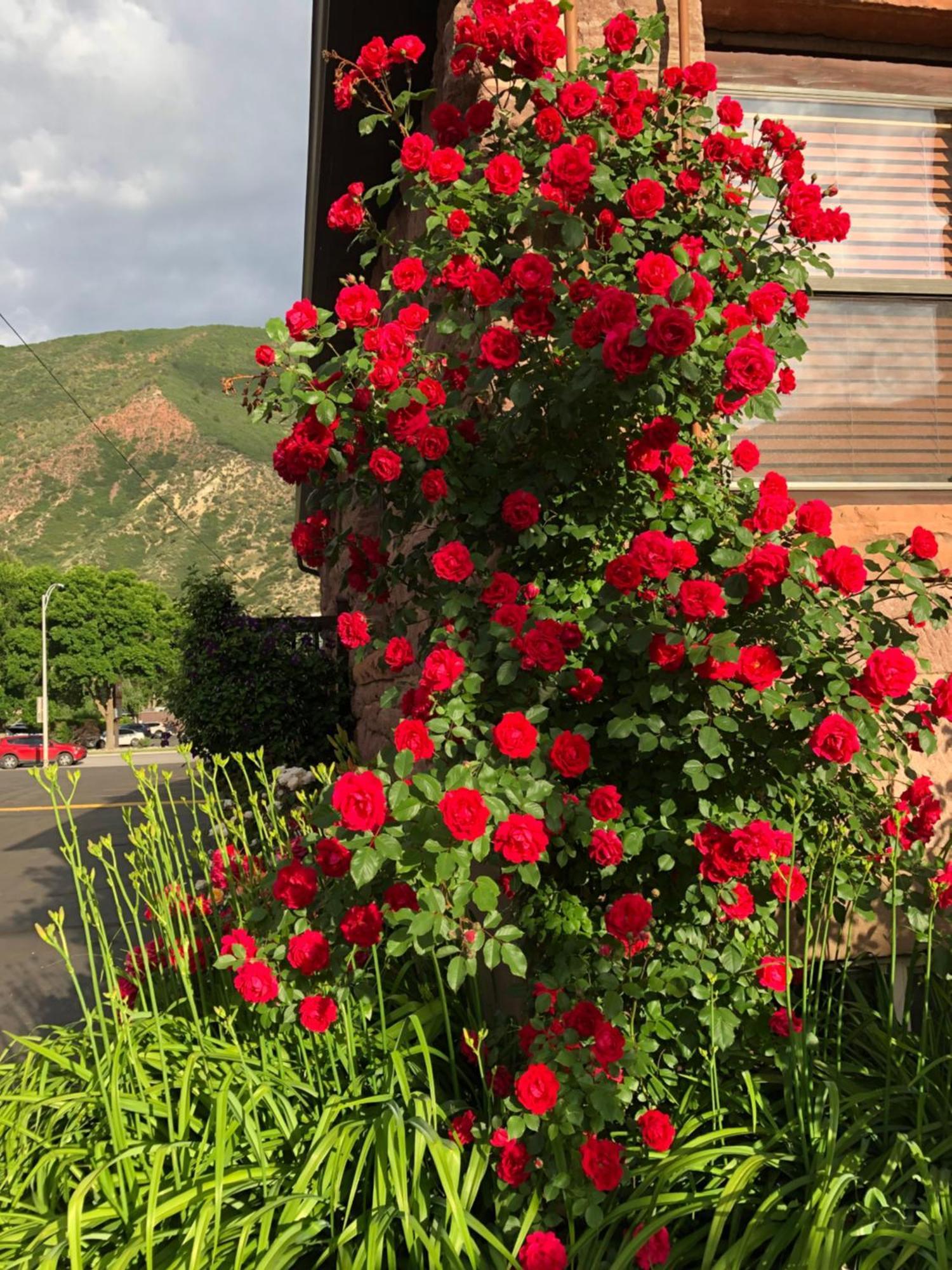 Glenwood Springs Cedar Lodge Exterior foto